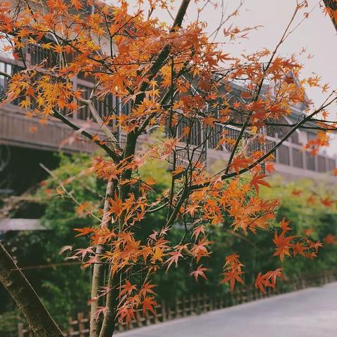 心动小镇椰子轻松获取攻略，揭秘高效收获新技巧