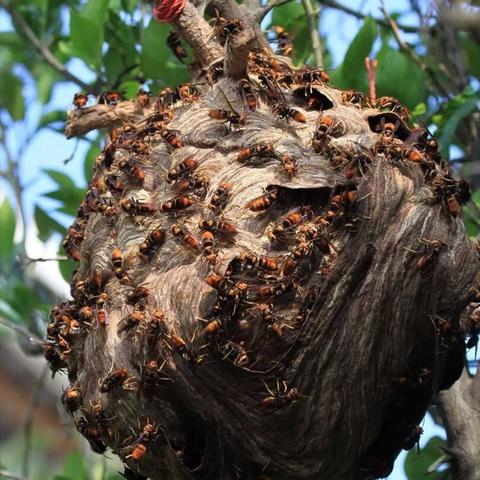 蜂团团高效获取攻略：轻松掌握《七日世界》新玩法