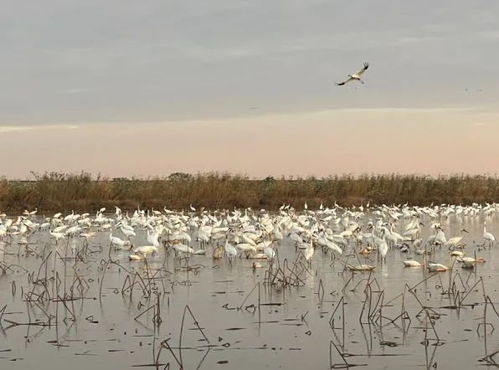 《心动小镇》观鸟技巧揭秘：轻松拍鸟新体验
