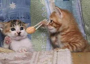 绝区零领养攻略：猫咪小黑养成记，解锁领养新姿势