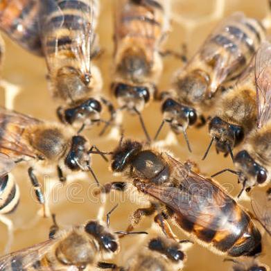 蜂王召唤攻略：揭秘泰拉瑞亚新玩法“蜂后降临”