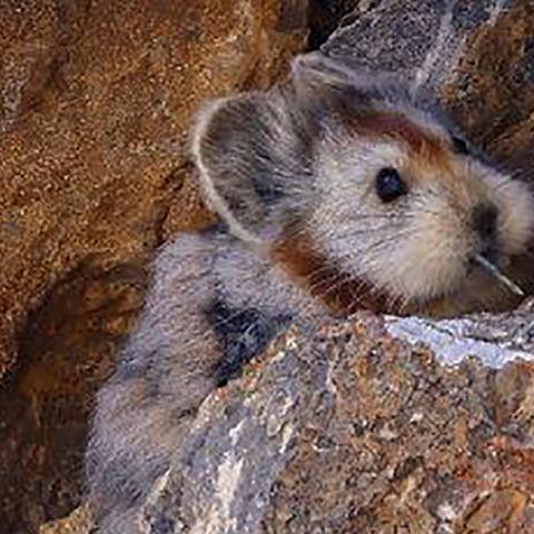 悬崖救援犬感恩回馈，消防英雄获深情吻谢