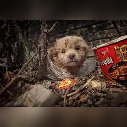 七日世界万能手攻略：高效收容物获取技巧揭秘！