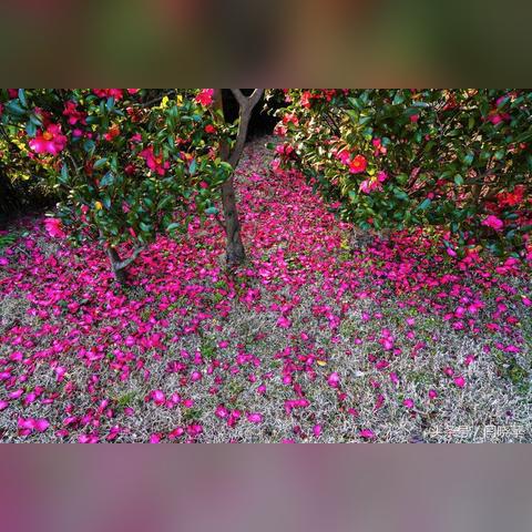 《崩坏星穹铁道》翡翠培养攻略：高效出装与精炼抽卡策略解析