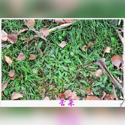 《绝区零》S级角色深度剖析：揭秘全新价值评估标准