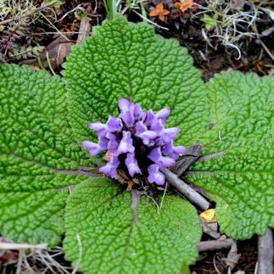 稀有植物速成攻略：揭秘高效获取秘籍