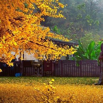 唐布衣复活秘籍：揭秘全新复活之道