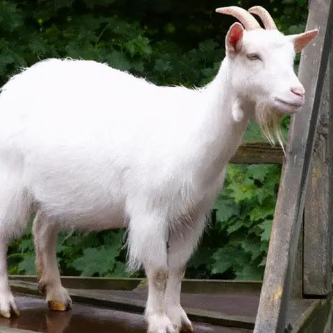 植物杂交新攻略，轻松通关《僵尸大战植物2.0》冒险秘籍大公开