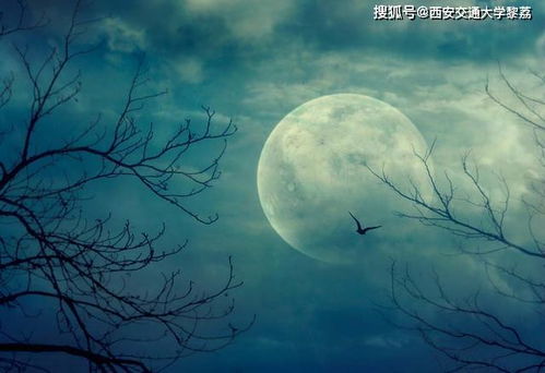 古榕月光揭秘：独步《鸣潮》纪闻古榕攻略秘籍