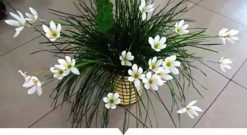 《鸣潮》探秘：灯笼果高效采集攻略，一网打尽宝藏点