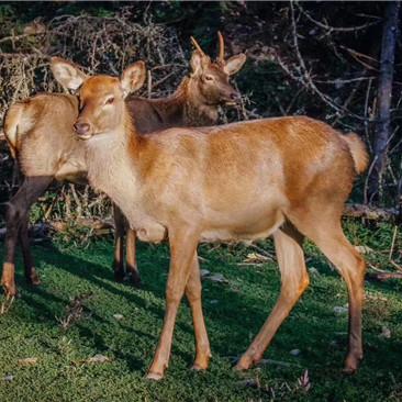 《动物井探秘：解锁全新解谜之旅》