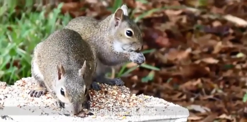 松鼠惊悚揭秘：动物井独特吓唬技巧大公开