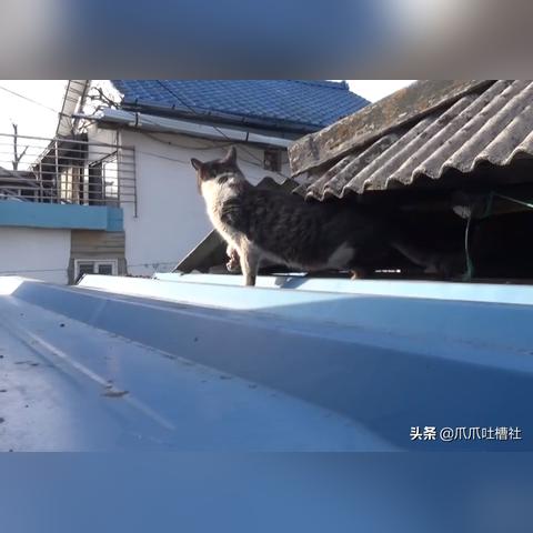 猫咪解救攻略：揭秘《动物井》全新救援秘籍