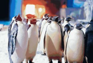 《动物井》探秘：趣味玩法解析，体验独特乐趣！