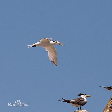 《百英雄传》速刷攻略：高效角色等级提升技巧揭秘！
