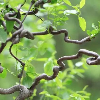 《龙爪根寻宝攻略：揭秘江湖中神秘商人藏身之地》