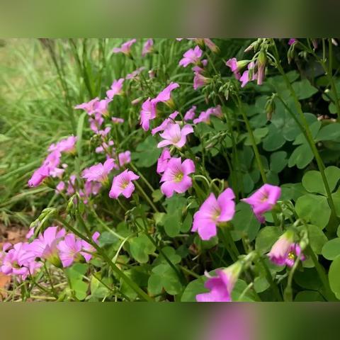 《恶意不息》敏捷流攻略：高效配装技巧解析，打造极致战斗体验