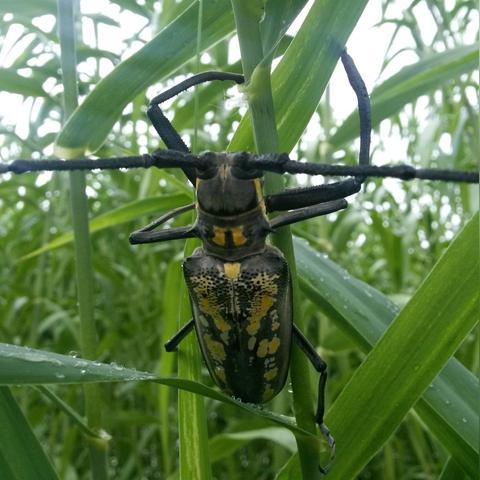 《恶意不息》甲壳肆虐螃蟹分布攻略，探秘神秘蟹踪