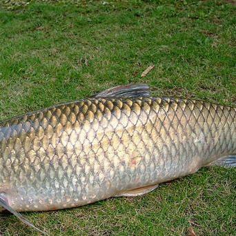 《欢乐钓鱼大师》速成攻略：掌握高效升级新技巧