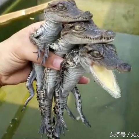 壁虎养殖布局优化攻略：揭秘高效生存新秘籍