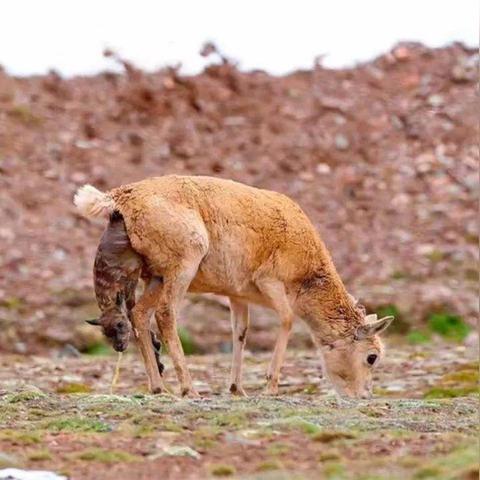 《缺氧》动物繁衍策略深度解析：掌控生态平衡新秘籍