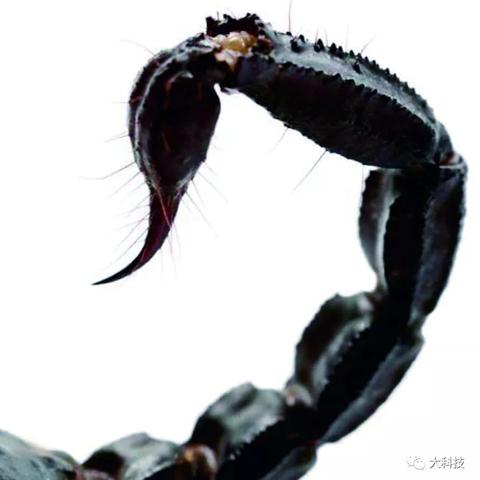 镰刀毒刺流攻略：揭秘《背包乱斗》高效乱斗技巧