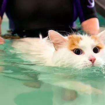 十年猫咪抚养费揭秘：土耳其夫妻离婚案焦点