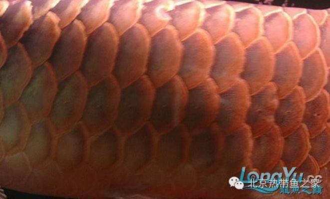 狂龙病症状解析与高效解决方案揭秘