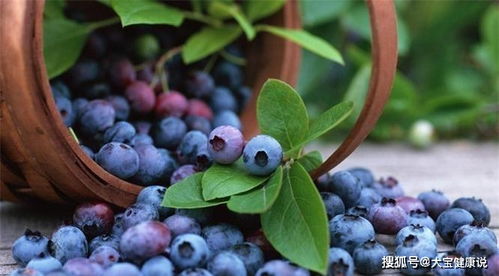 《Palia》种植攻略：蓝莓苹果高效布局新技巧揭秘