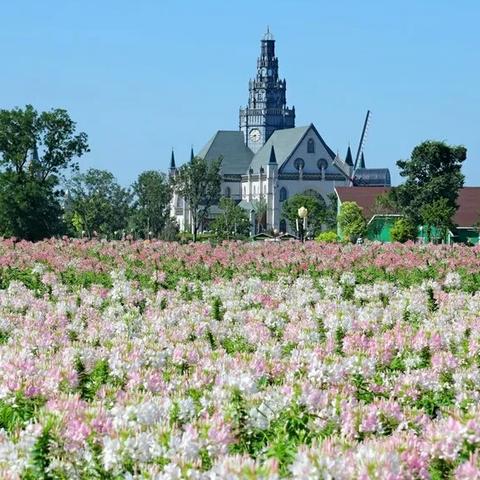 霓裳花采集攻略：解锁神秘花海新玩法