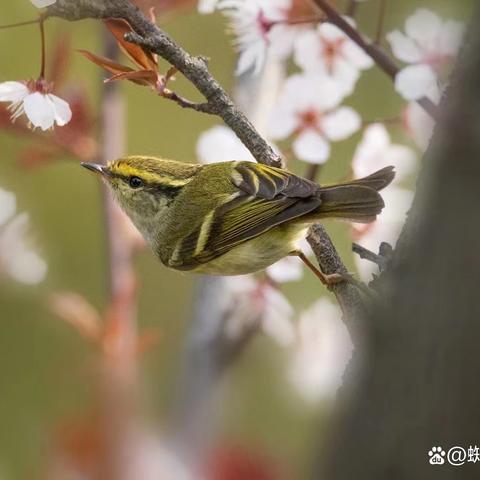 《夜莺传说》精华攻略：一阶精华高效获取秘籍
