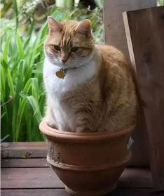 猫咪“非法入侵”邻居家“意外”排便，主人罚款警示新规！