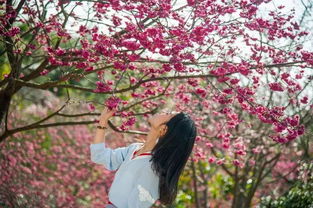 早春浪漫新视界，命运方舟美轮美奂绽放