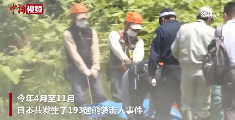 日本女星住宅频遭熊袭，搬家仍难逃威胁！环保意识亟待提升