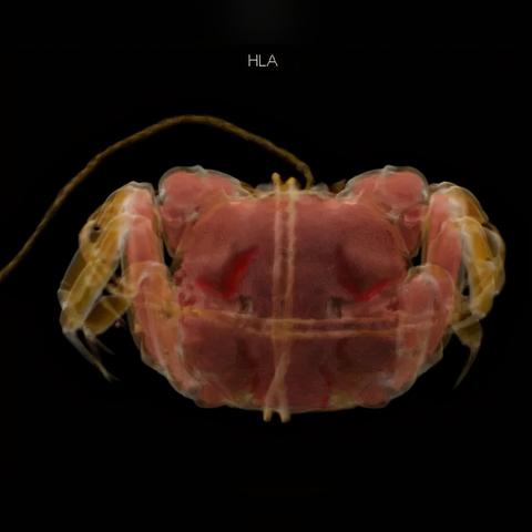 蟹黄CT检测，宠物医院大闸蟹健康扫描新科技