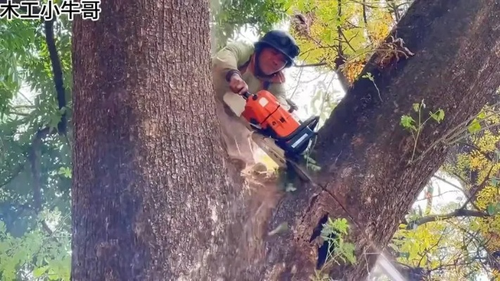 陈可辛惊险避狗撞树，树断人安新体验