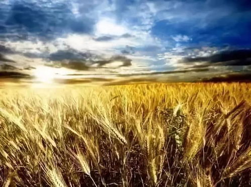 《雾锁王国》小麦稻草藏匿秘境，探秘稻草麦田新发现