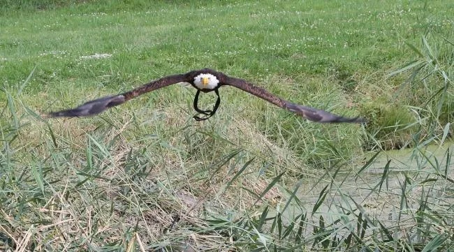 《蛇鸟全攻略揭秘》试玩实况深度解析