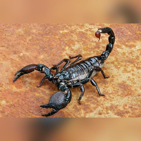 《黑暗之魂3》巅峰防御秘籍，打造无懈可击装备攻略