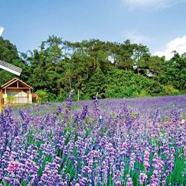 《元梦之星》攻略：随风飘荡玩法深度解析，解锁新境界