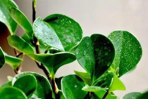 黑冬节速刷信物攻略，高效技巧助你轻松通关**新体验**