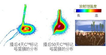 全菌丝网络萌发攻略：揭秘潘多拉边境萌芽守护者高效收集法