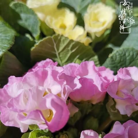 《无畏契约》隐士修所零点位攻略：深度解析隐士修所零玩法技巧