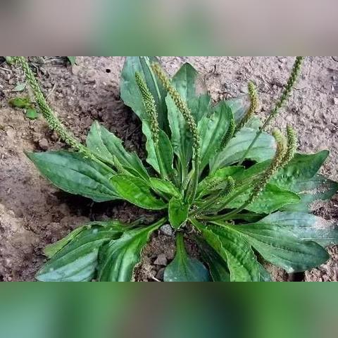 原神草国队阵容深度解析，纳行久组合新价值揭秘