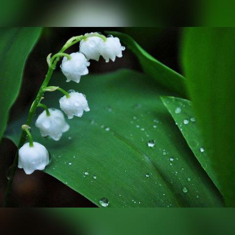 《铃兰之剑》5-3低练度攻略：高效通关秘籍大揭秘！