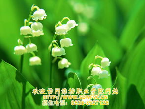 湖光铃兰获取攻略：探索神秘新途径