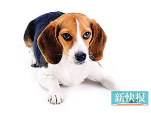 男子6犬献热血，宠物医院输血4千毫升，爱心价每毫升15元，守护生命新篇章