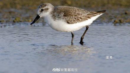 《肉鸽游戏再临，独升秘境新篇章》