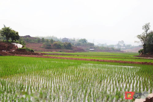 精选CS2性价比高皮肤，打造视觉盛宴