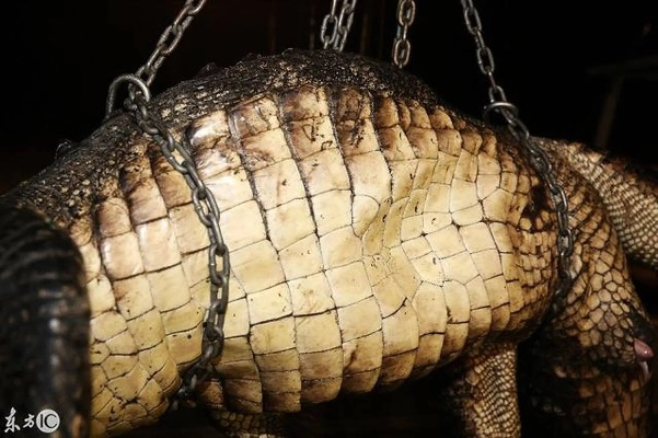产后妈妈捕获巨鳄，奇材变身家居艺术品